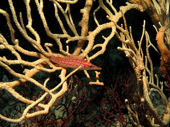 Reef life