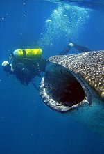 Whale shark