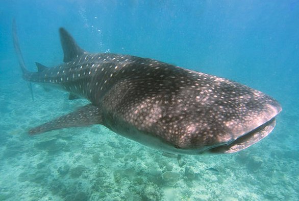 Whale shark