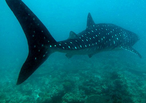 Whale shark