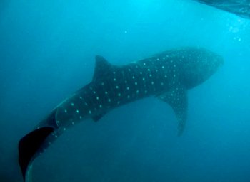 Whale shark