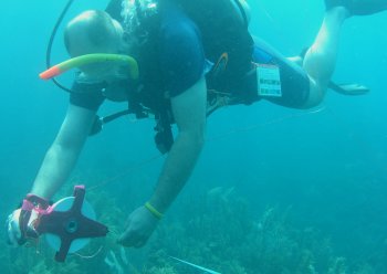 Laying the transect tape
