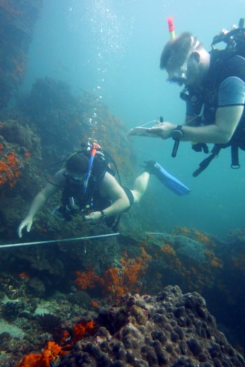 Surveying the reef along the transect tape