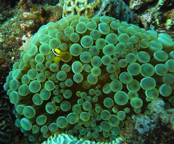 Reef life