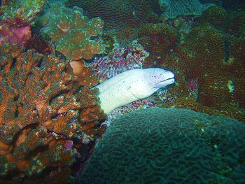 Reef life