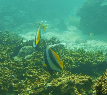Reef life