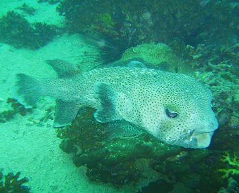 Reef life