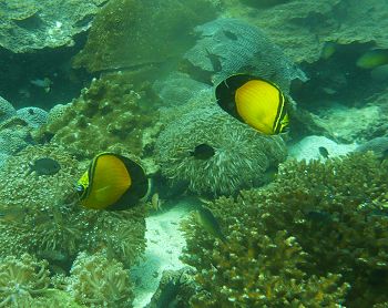 Reef life