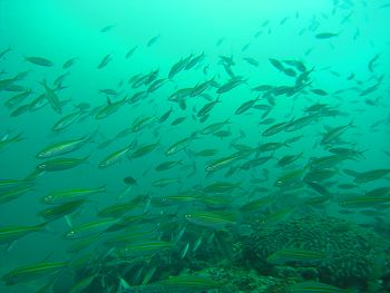 Reef life