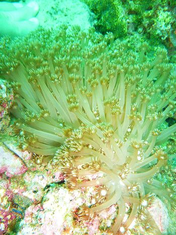 Reef life