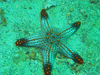Reef life