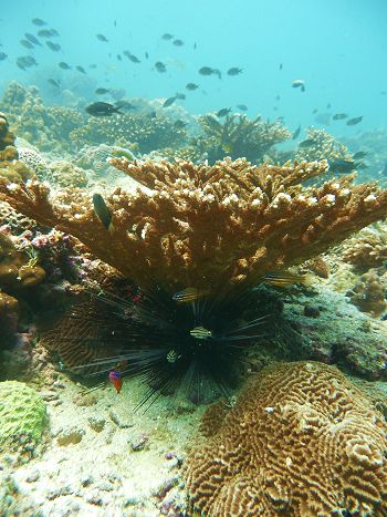 Reef