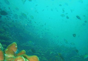 Reef