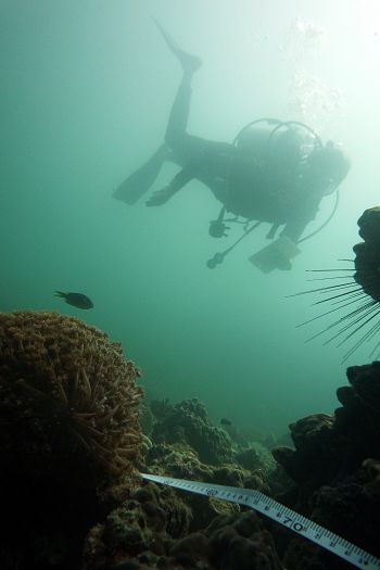 Surveying the reef along a transect tape.