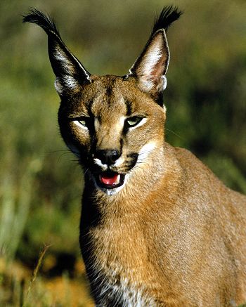 Caracal