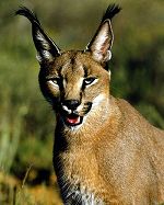 Caracal