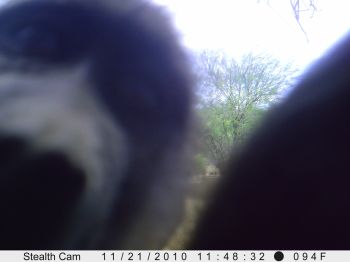 Baboon