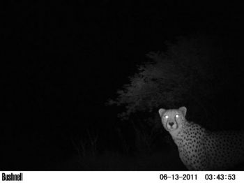 Cheetah