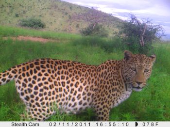 Leopard