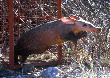 Aardvark