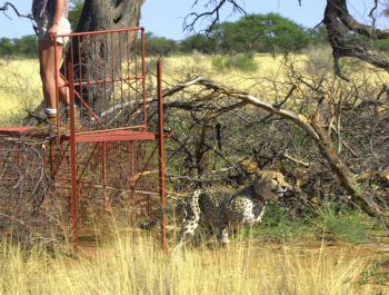 Cheetah