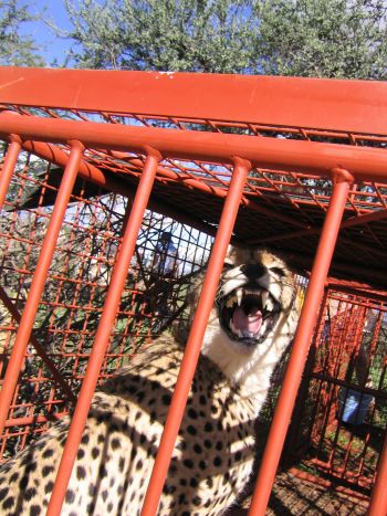 Cheetah