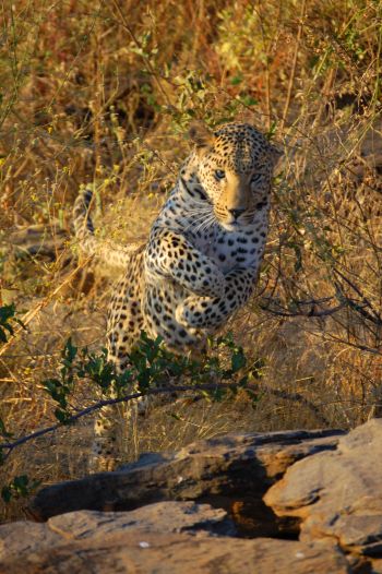 Leopard