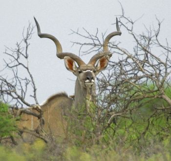Kudu