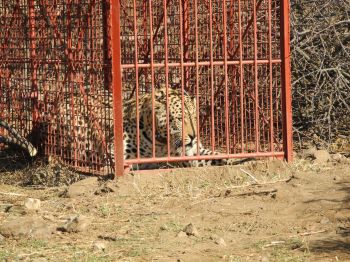 Leopard