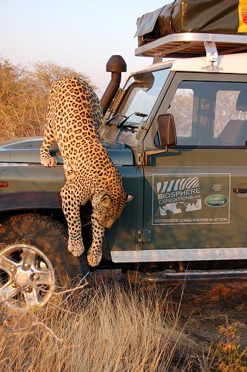Curious leopard investigating an expedition Land Rover