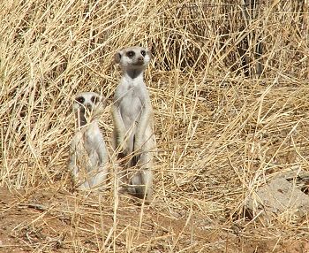Meerkat