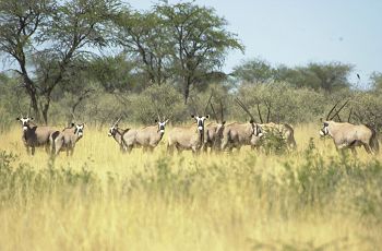 Oryx