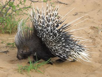 Porcupine
