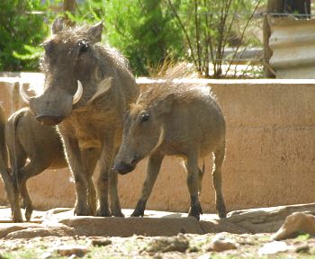 Warthog