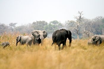 Elephants