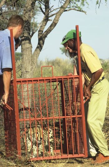 Transfering a cheetah in a box trap