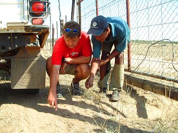 Tracking a caracal