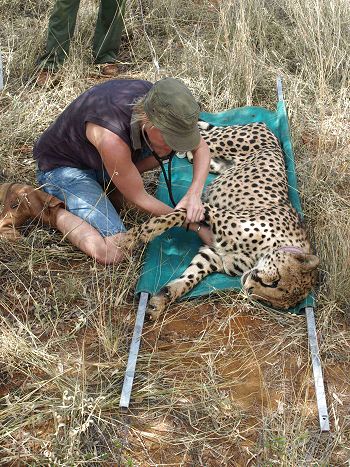 Checking a sedated cheetah's heart rate