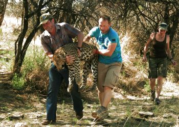 Carrying a sedated leopard to the field lab for radio collaring
