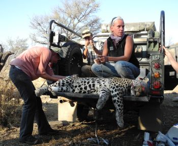 Field scientist Kristina Killian fitting a collar to a leopard