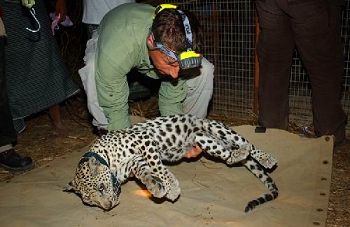 Sedated Arabian leopard with a GPS collar.