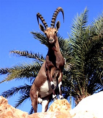 Arabian ibex