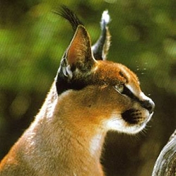 Caracal