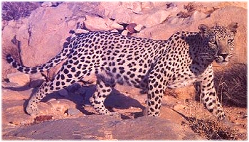 Arabian leopard caught in a camera trap. Arabian leopard caught in a camera trap.