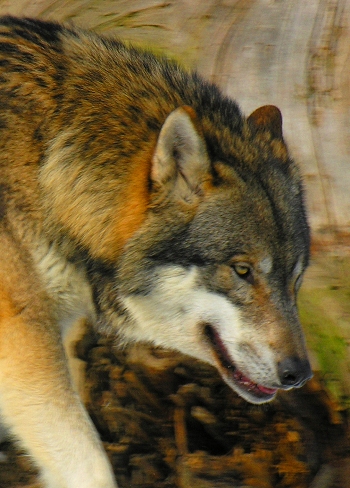 Wolf