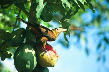 Oropendola
