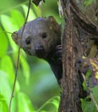 Tayra