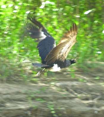 Horned screamer