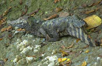 Black caiman