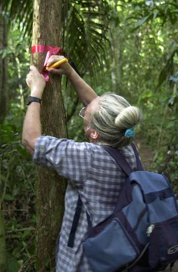 Marking a transect trail